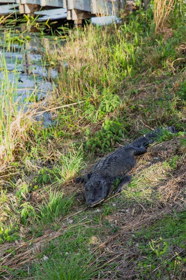 what is the most popular national park in florida